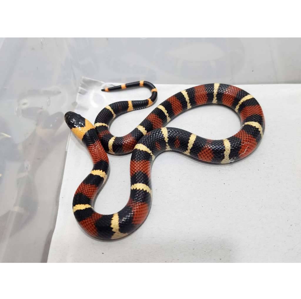 milk-snake-milksnake-peublan-x-sinaloan-kode-a-bukan-albino-MMG76HF5NU