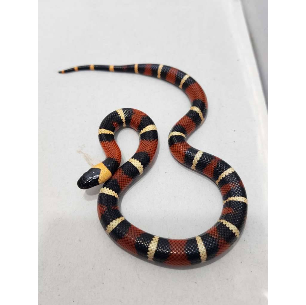 milk-snake-milksnake-peublan-x-sinaloan-kode-b-bukan-albino-V2JCO1X3YS