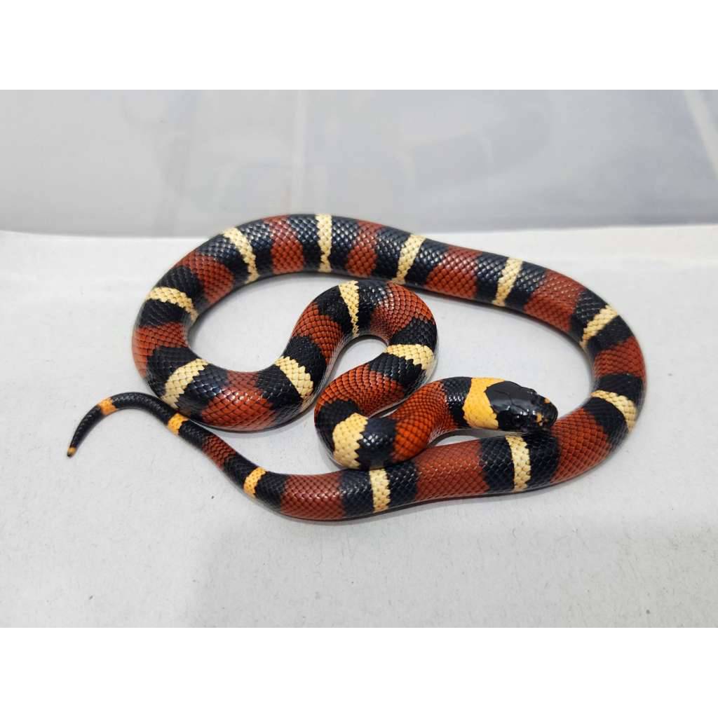 milk-snake-milksnake-peublan-x-sinaloan-kode-c-bukan-albino-ORZGE9DO7U