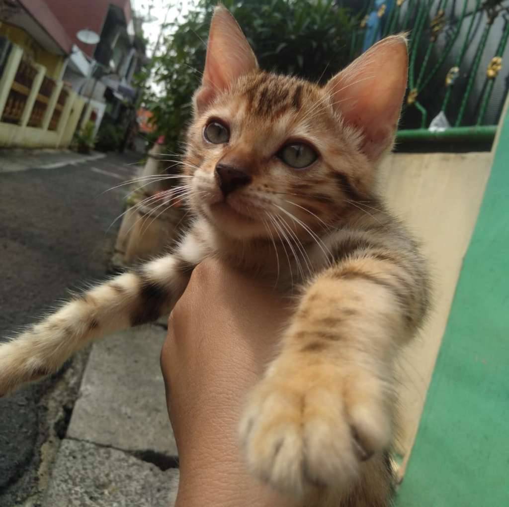 bengal-X11S034XOD