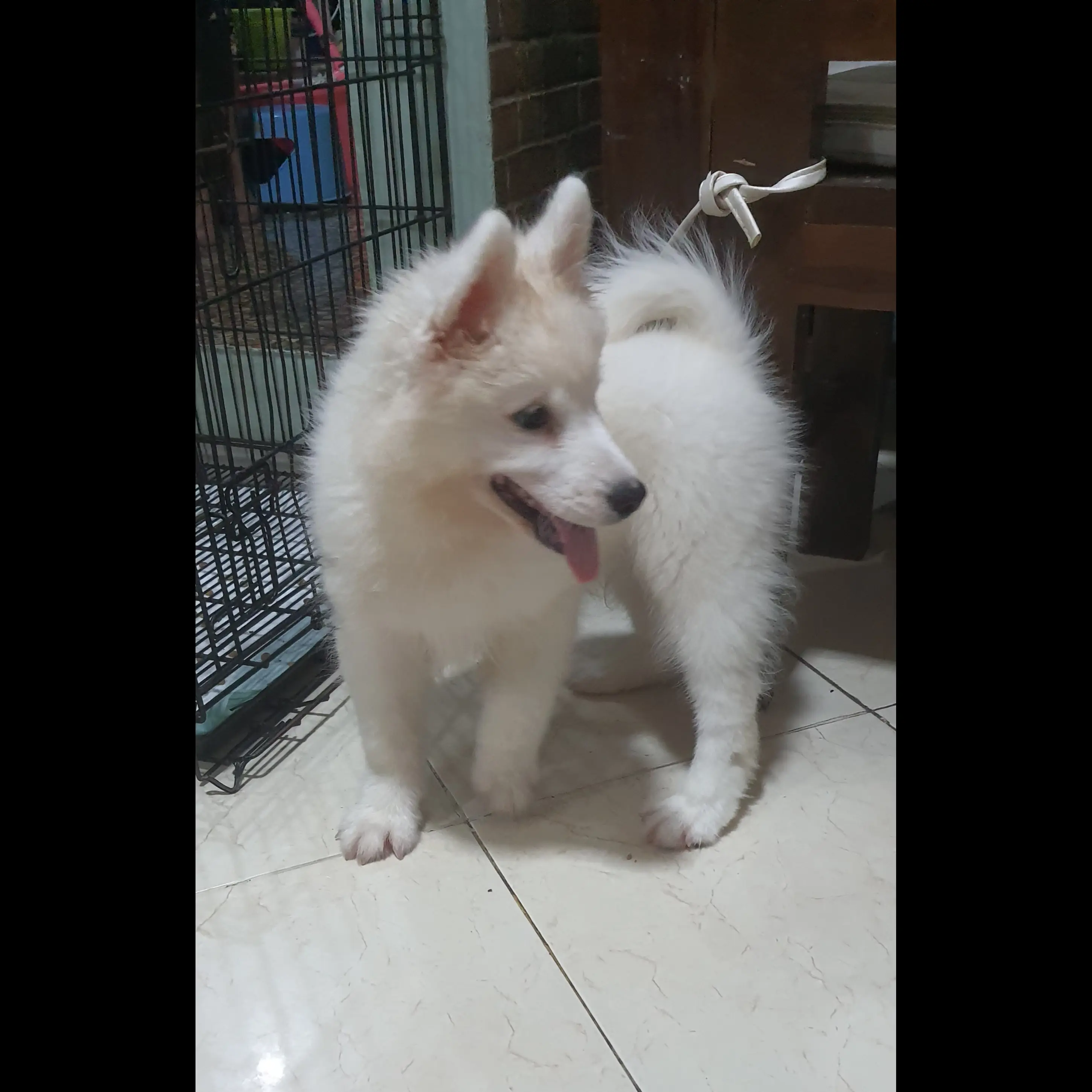 adopsi-samoyed-3-bln-6RCONNC989