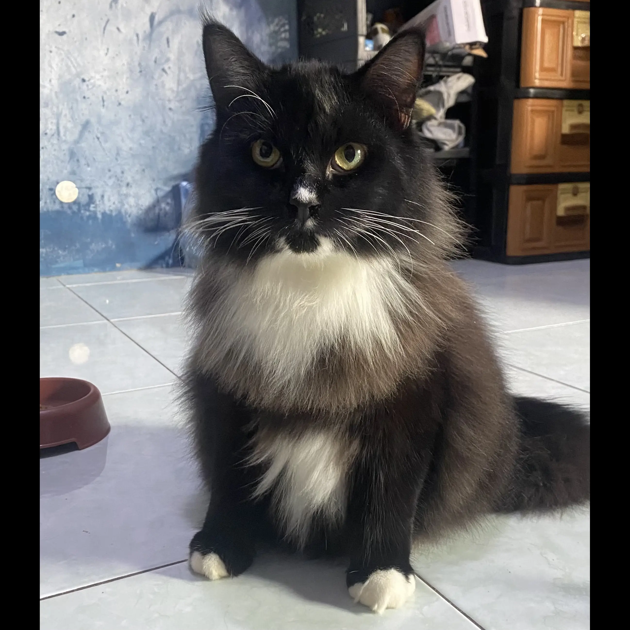 kucing-persia-x-mainecoon-7-bulan-berat-5kg-O530FZNNGA