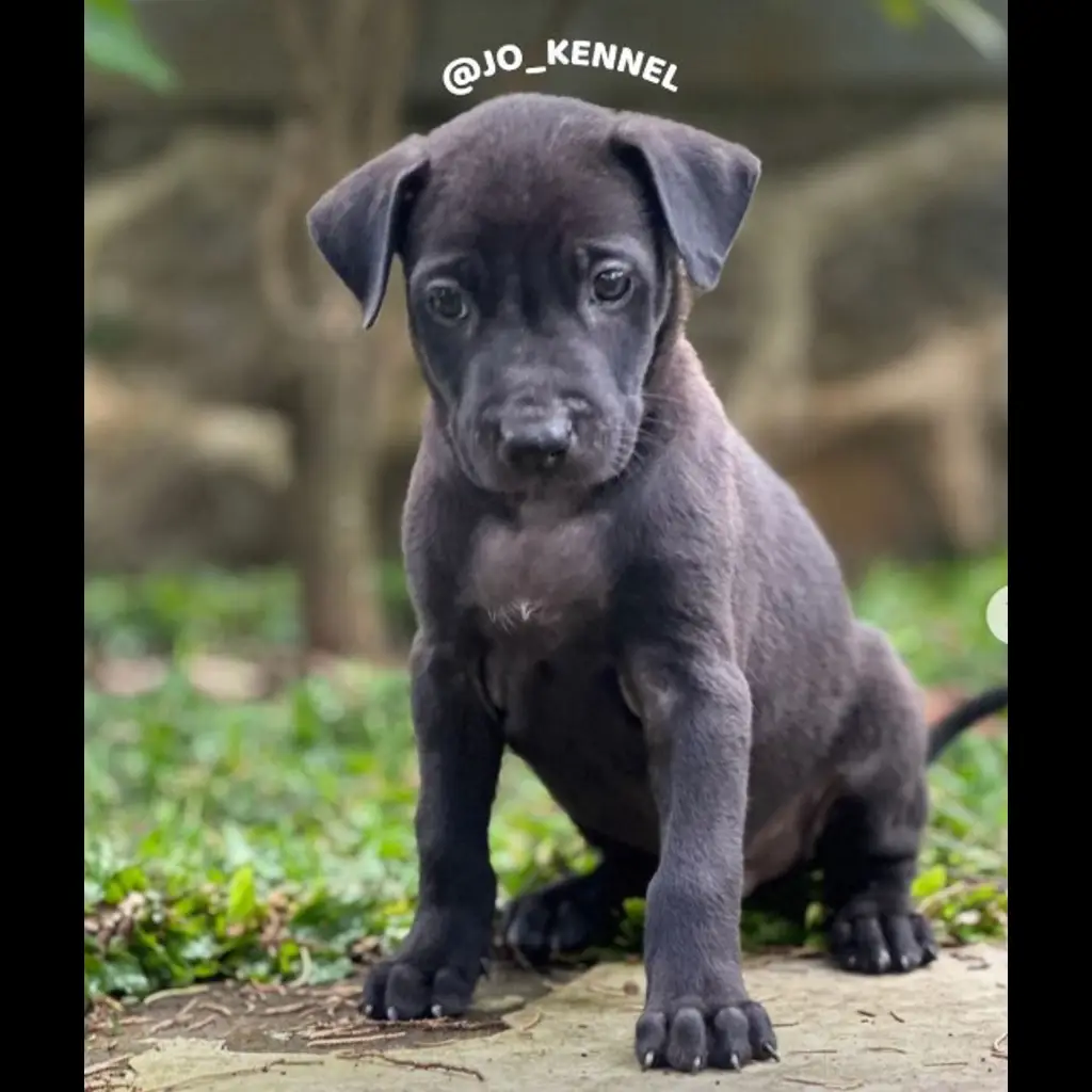 jual-pitbull-male-NIUC6F25L6