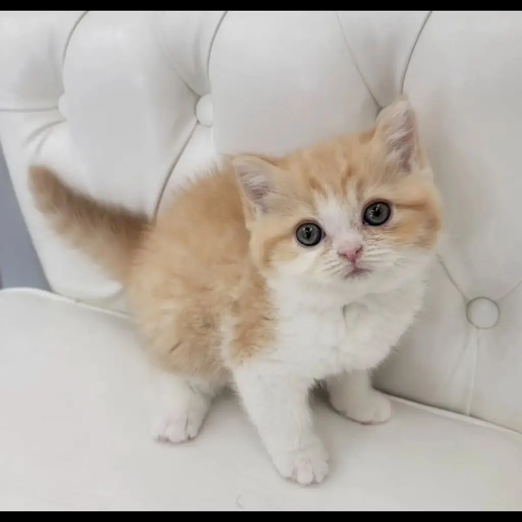 jual-kitten-JF41M6SXXD