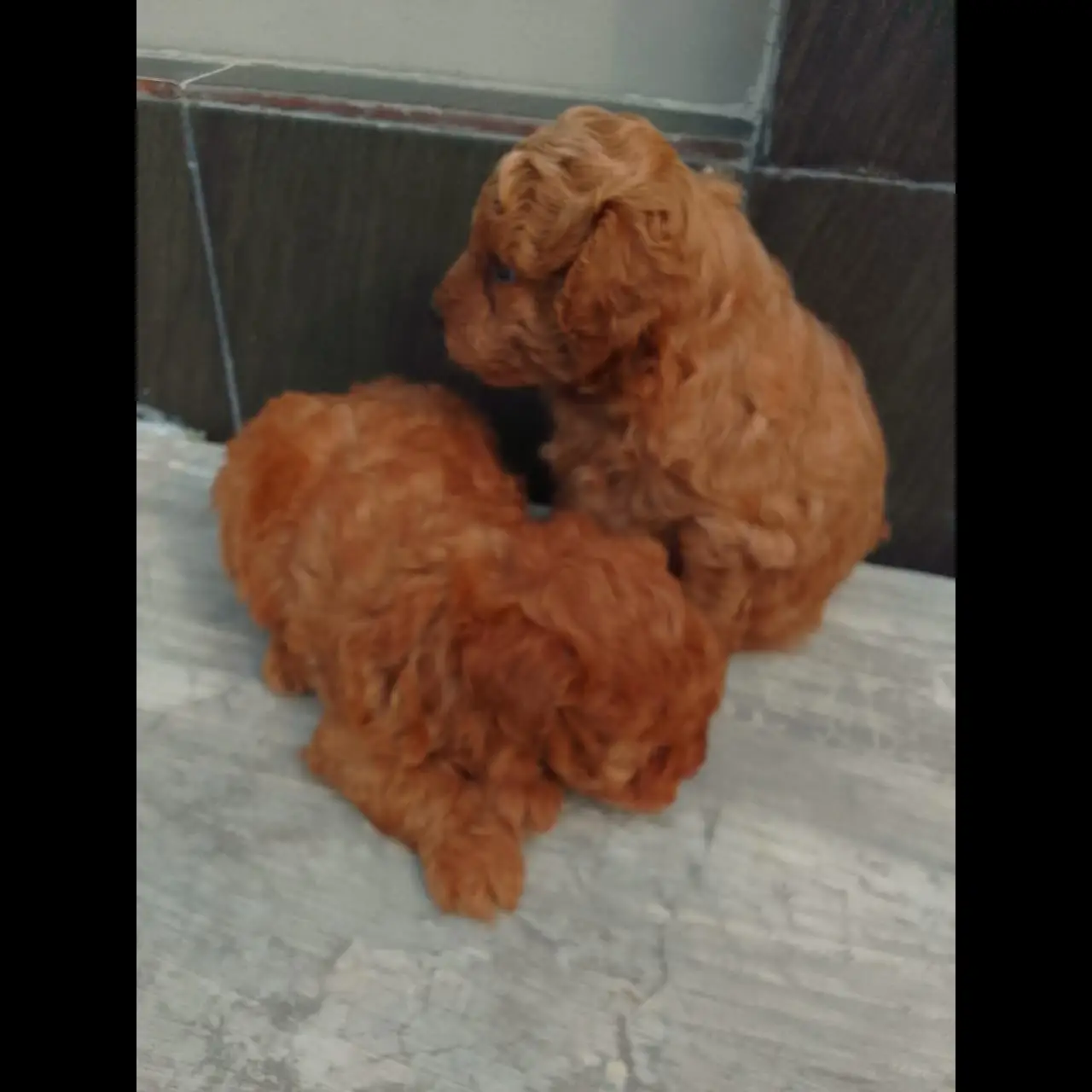 poodle-jantan--ZKZ14ES76H