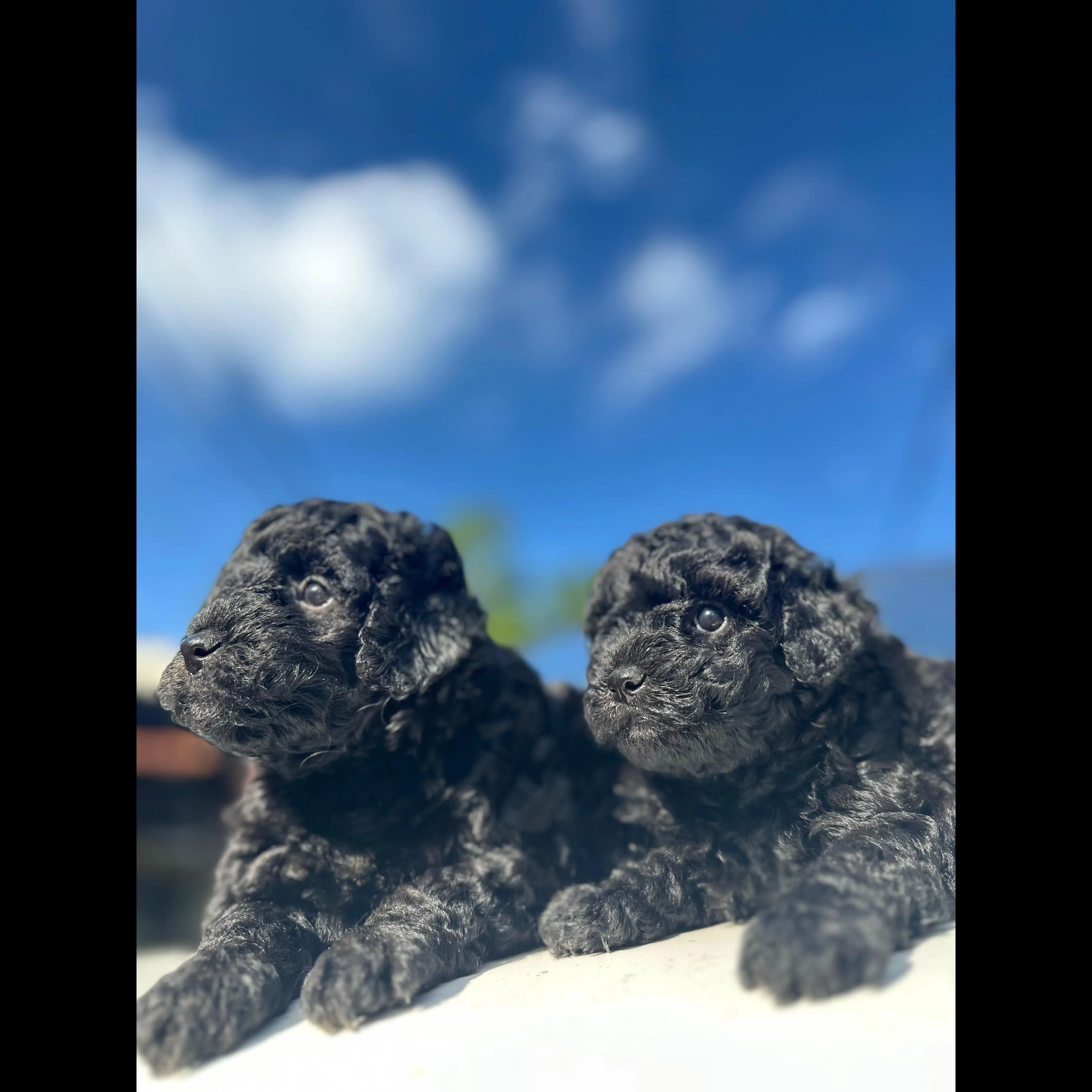 open-adopt-phantom-toy-poodle-KHUQHIQO9W