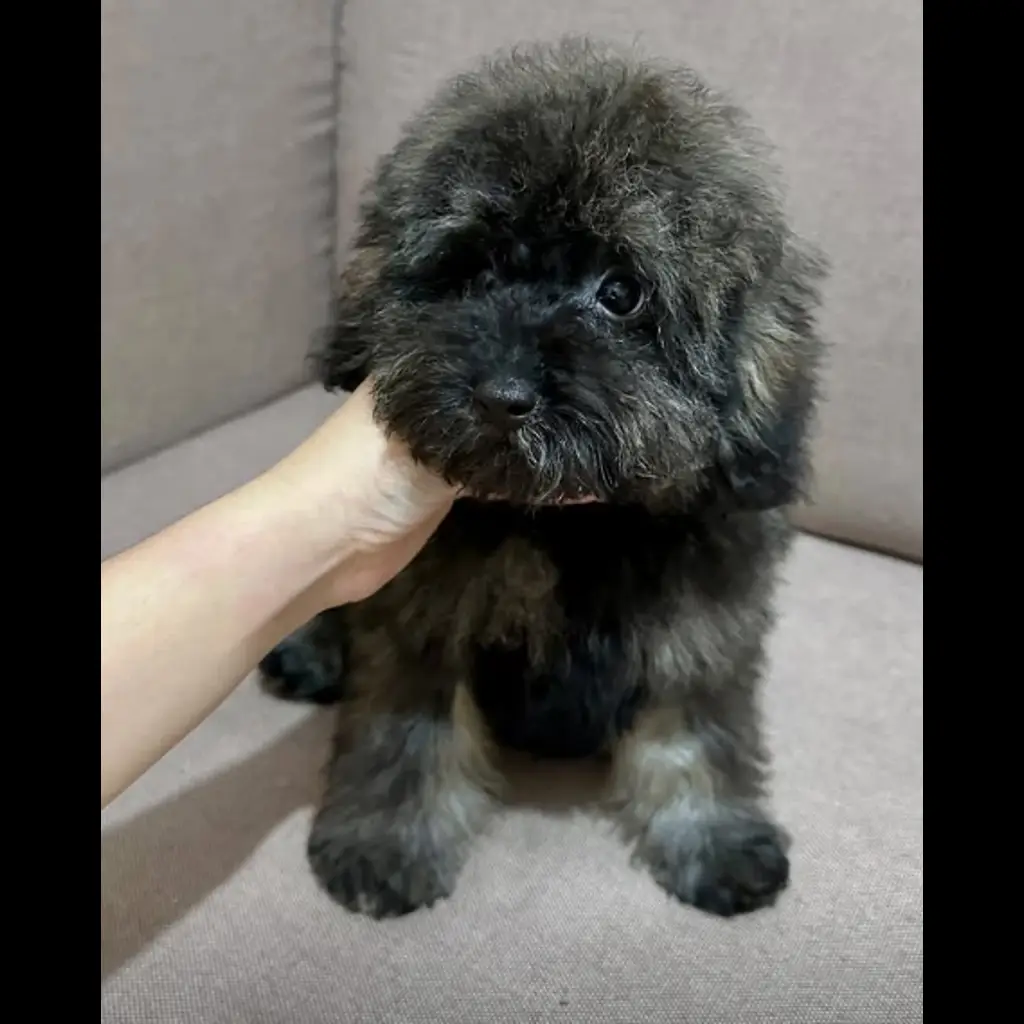 jual-brindle-toy-poodle-3UZLH7G43A