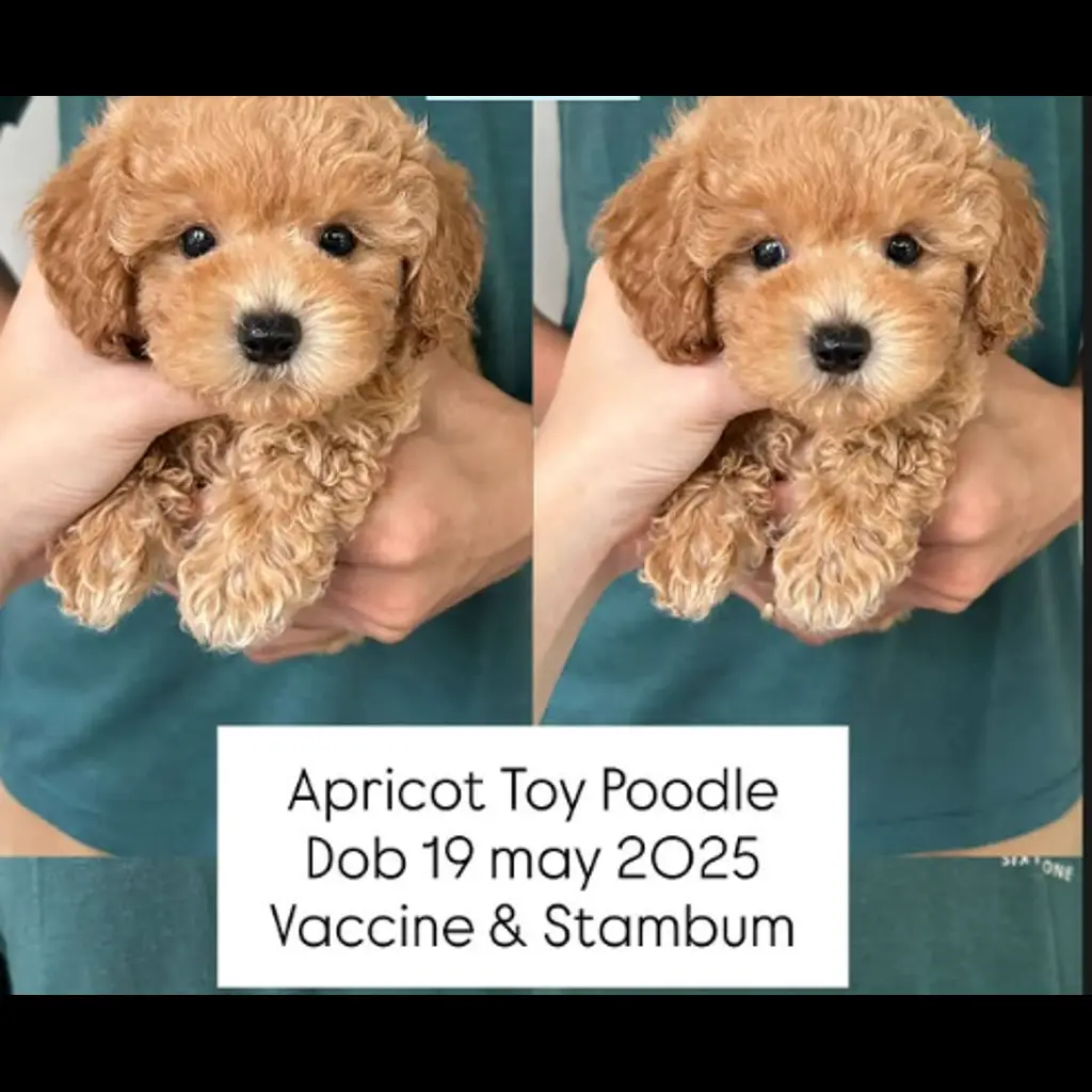 jual-apricot-toy-poodle-male-AOQ21CVPAA
