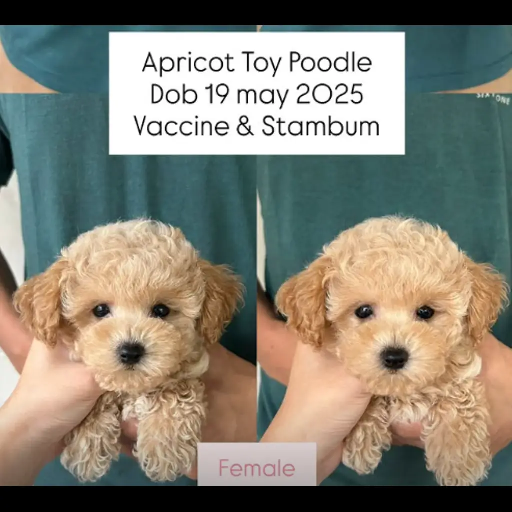 jual-apricot-toy-poodle-female-N62V66EXLT