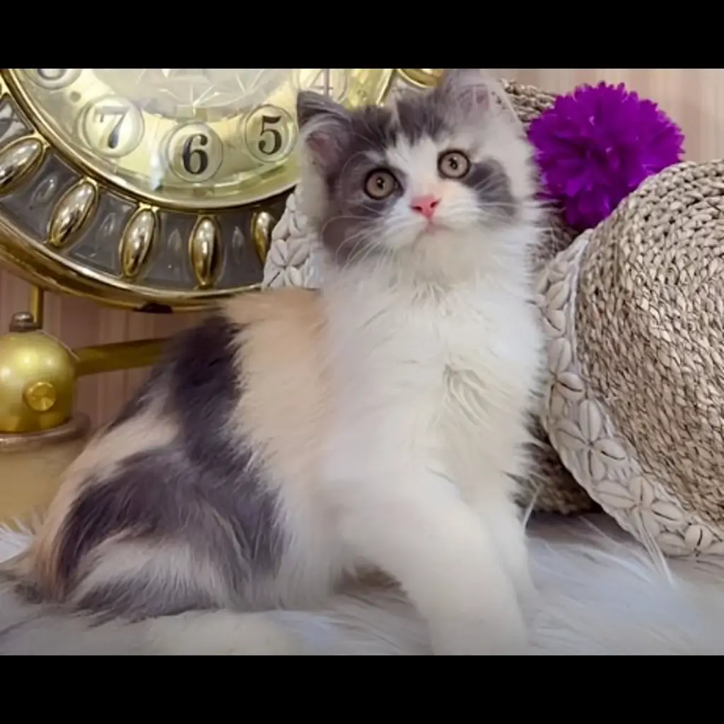 jual-flatnose-lh-calico-dilute-betina-DT2XZLO4E7