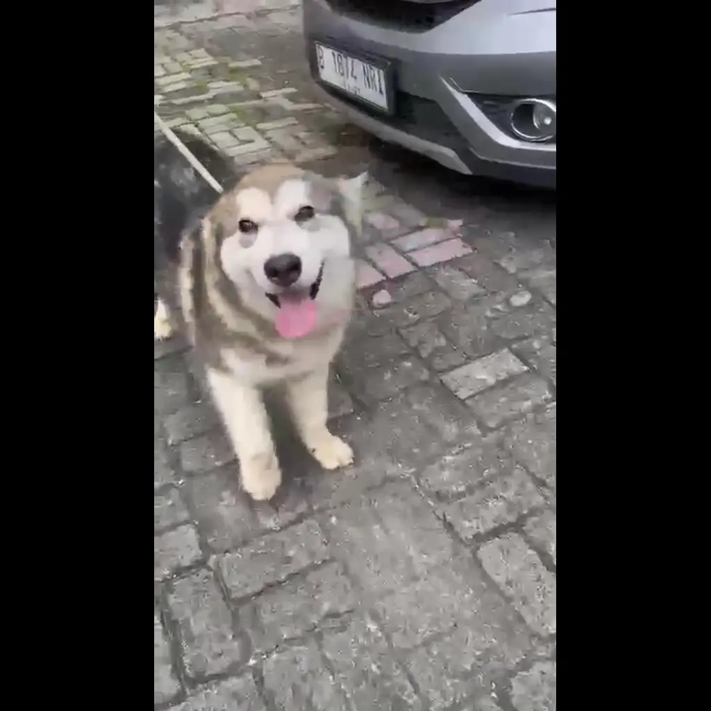 alaskan-malamute-jantan-AUXQ52ITLO