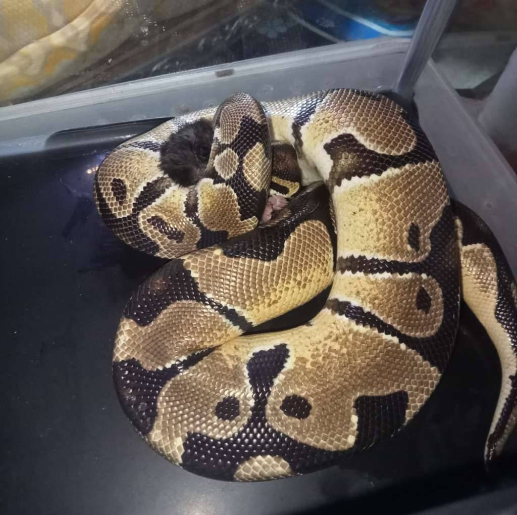 ballpython-orange-dream-male-QPODC2V89A