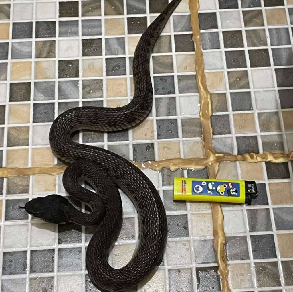 trimeresurus-purpureomaculatus-black-Y5JBE7ETBB