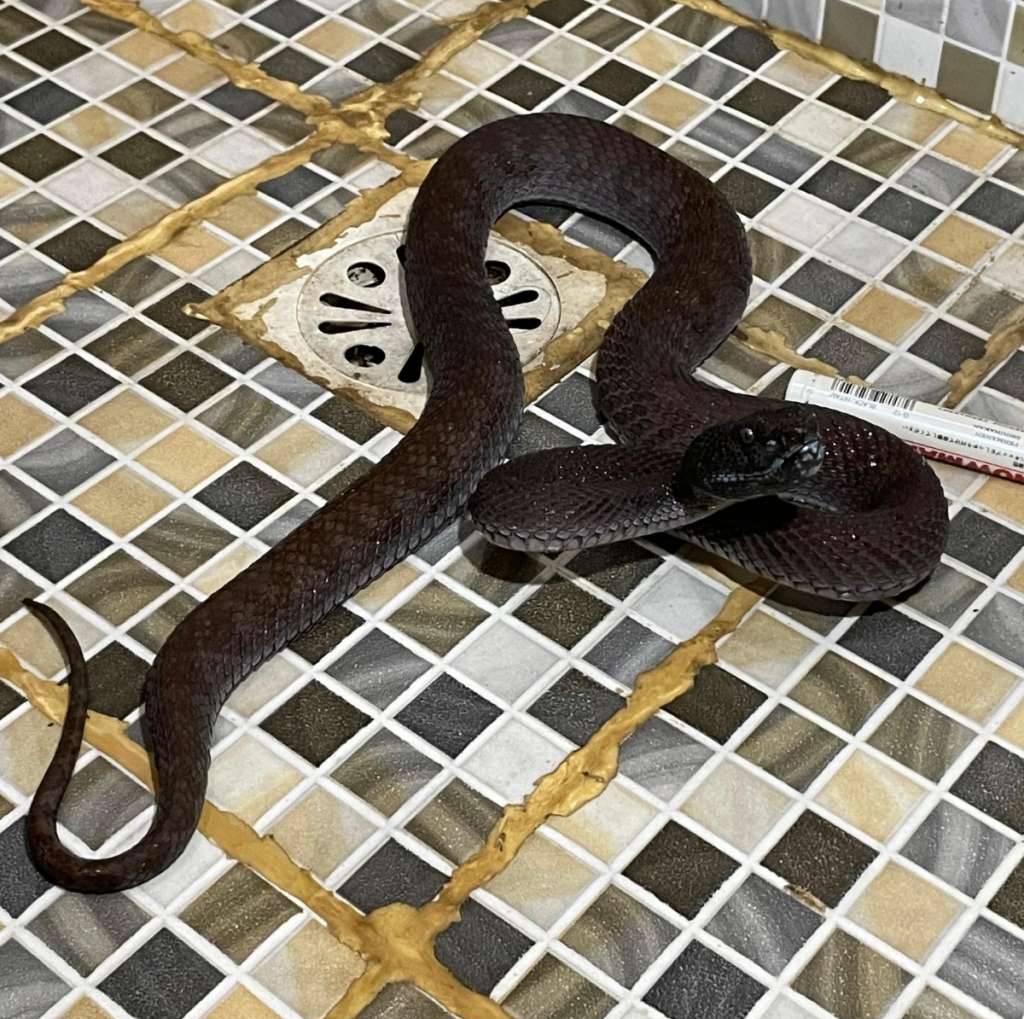 trimeresurus-purpureomaculatus-black-67XFFWY7BP