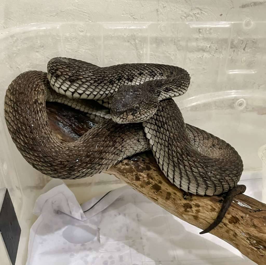 trimeresurus-purpureomaculatus-black-2XL9ON8DKD
