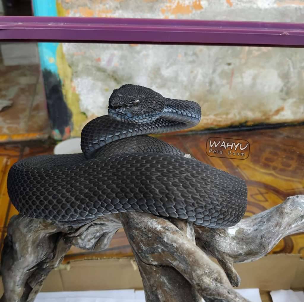 trimeresurus-purpureomaculatus-black-B6OHM9LEPM