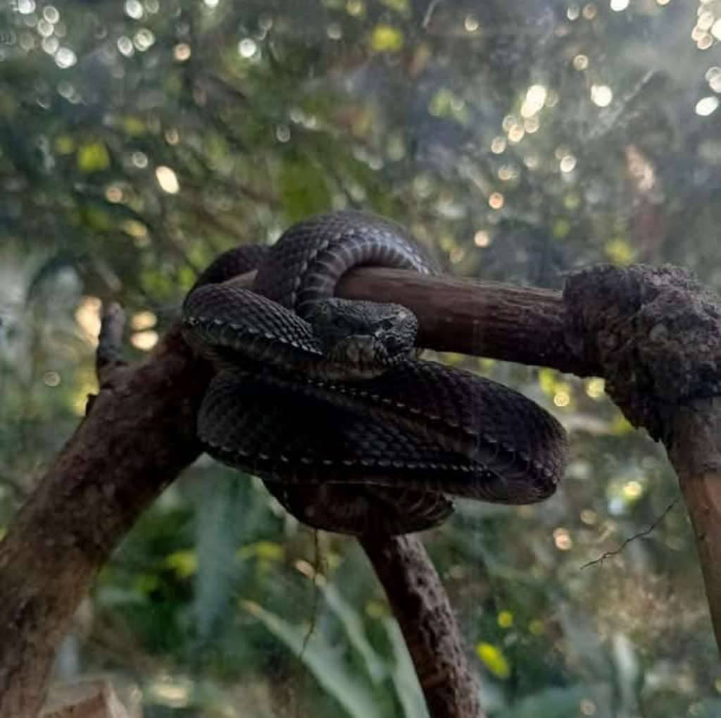 trimeresurus-purpureomaculatus-black-YYQXC6VT21