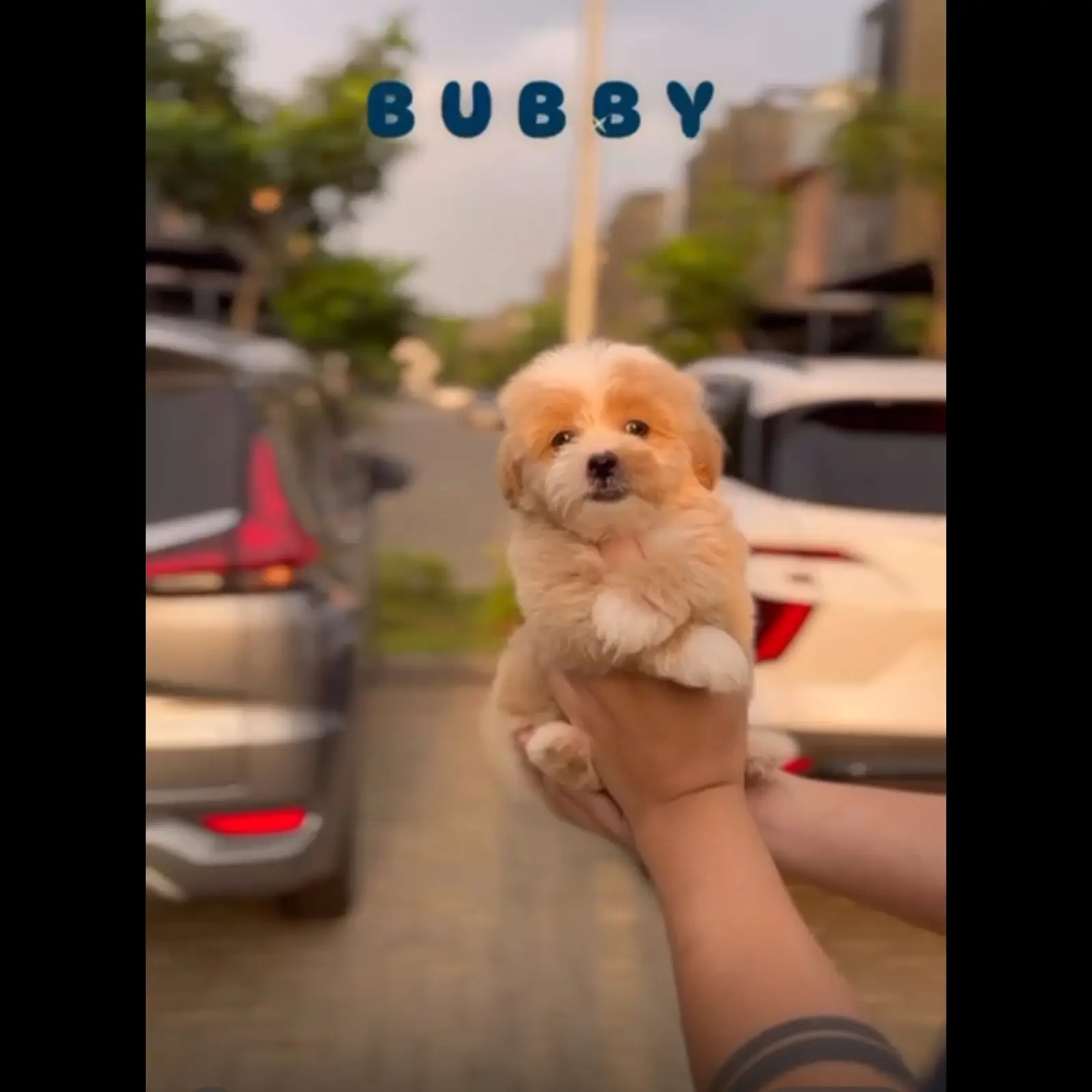 jual-maltipoo-puppy-male-V7PDMPNT2K
