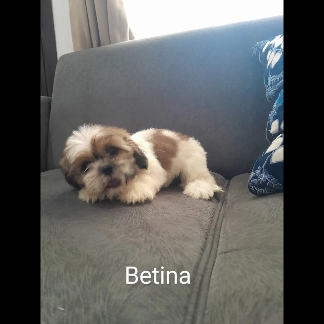 lepas-adopt-shitsu-puppies-betina-DXODLZX2PG