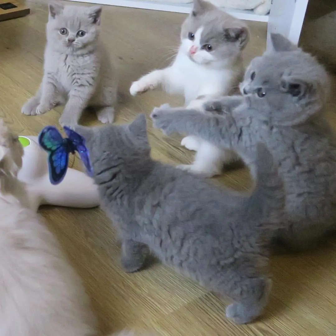 kucing-british-shorthair-ZXJ2QT23S5