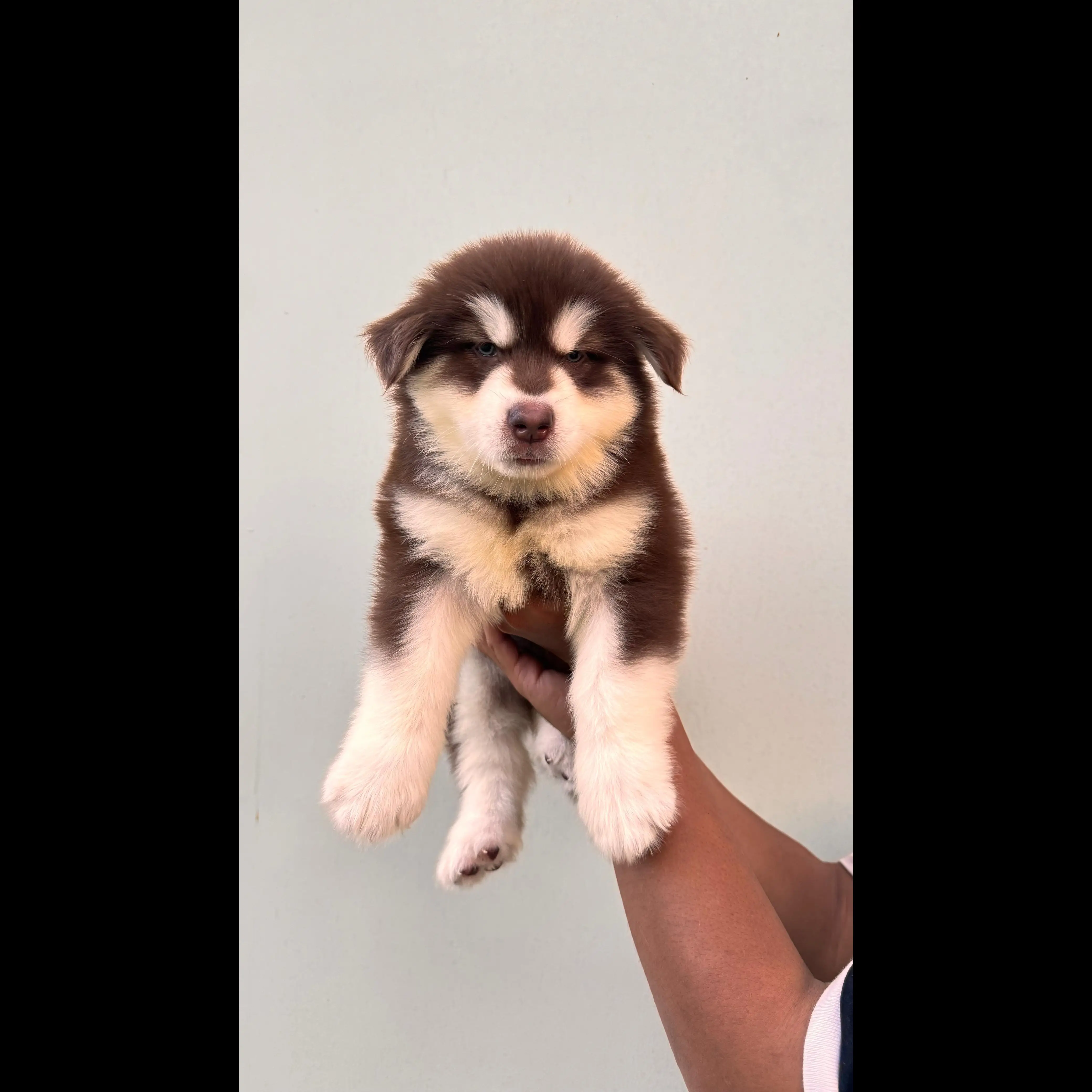 adopsi-pupy-malamute-OHZ64W1TZN