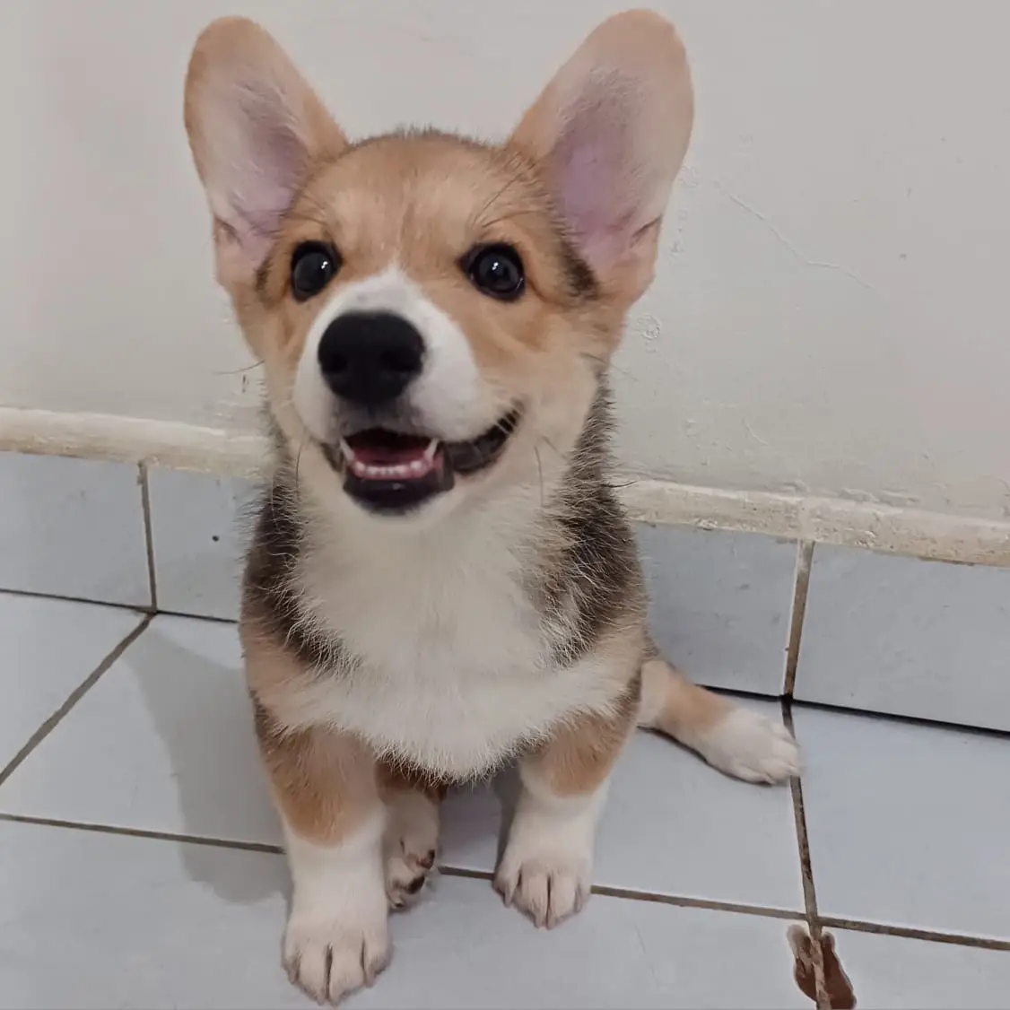 adopsi-cepat-pembroke-welsh-corgi-betina-shorthair-9YQTY2PUL6