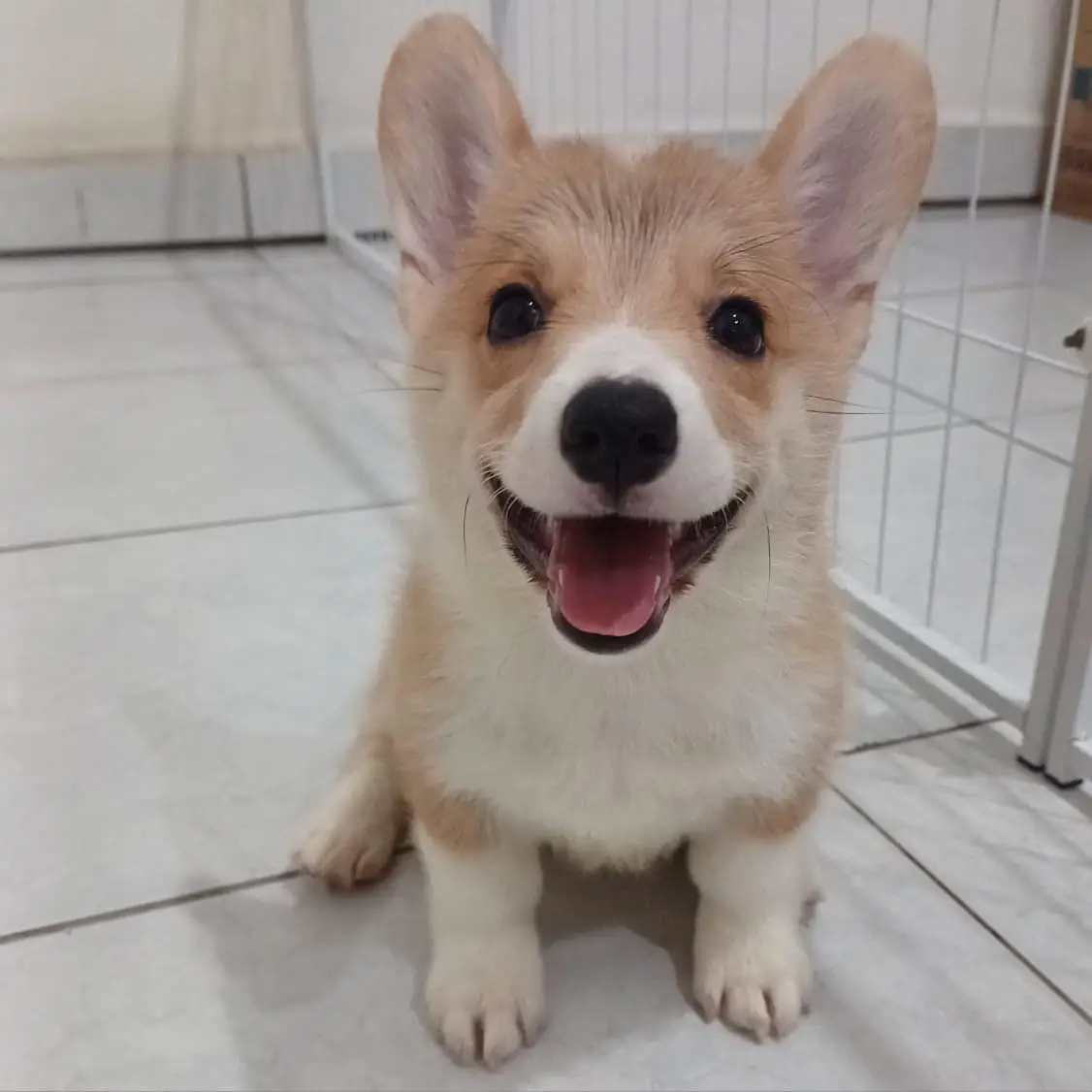 adopsi-cepat-pembroke-welsh-corgi-betina-shorthair-P36LMVAI89