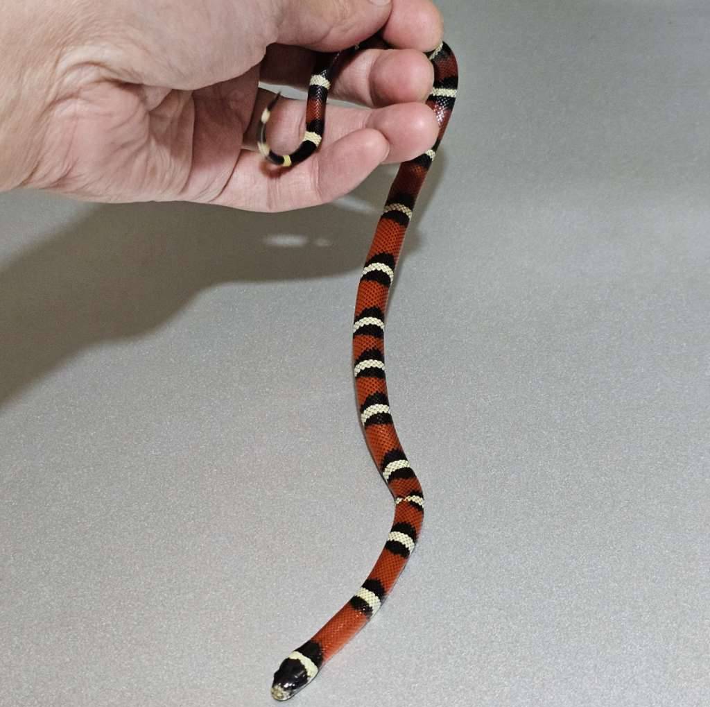 nelsoni-het-albino-L74FXKPJRN