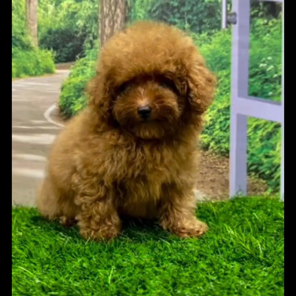 jual-poodle-jantan-muffin-2WVI7QJEYS