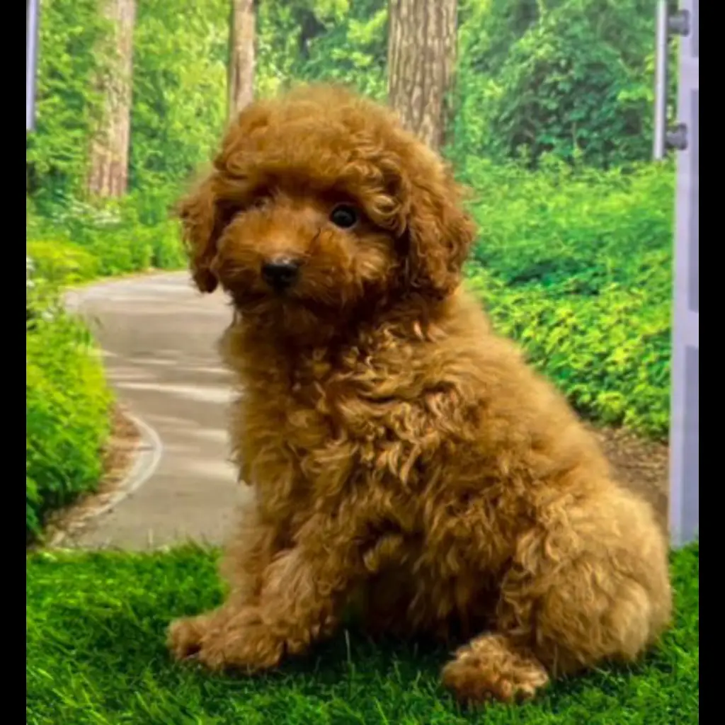 jual-betina-red-toy-poodle-smiley-MGE9XSNMBH