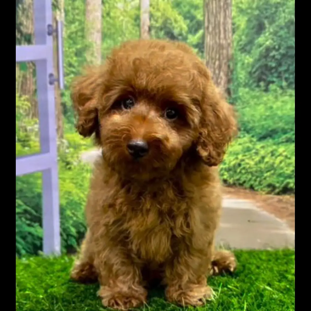 jual-male-toy-poodle-chubby-4ZKZAGERNT