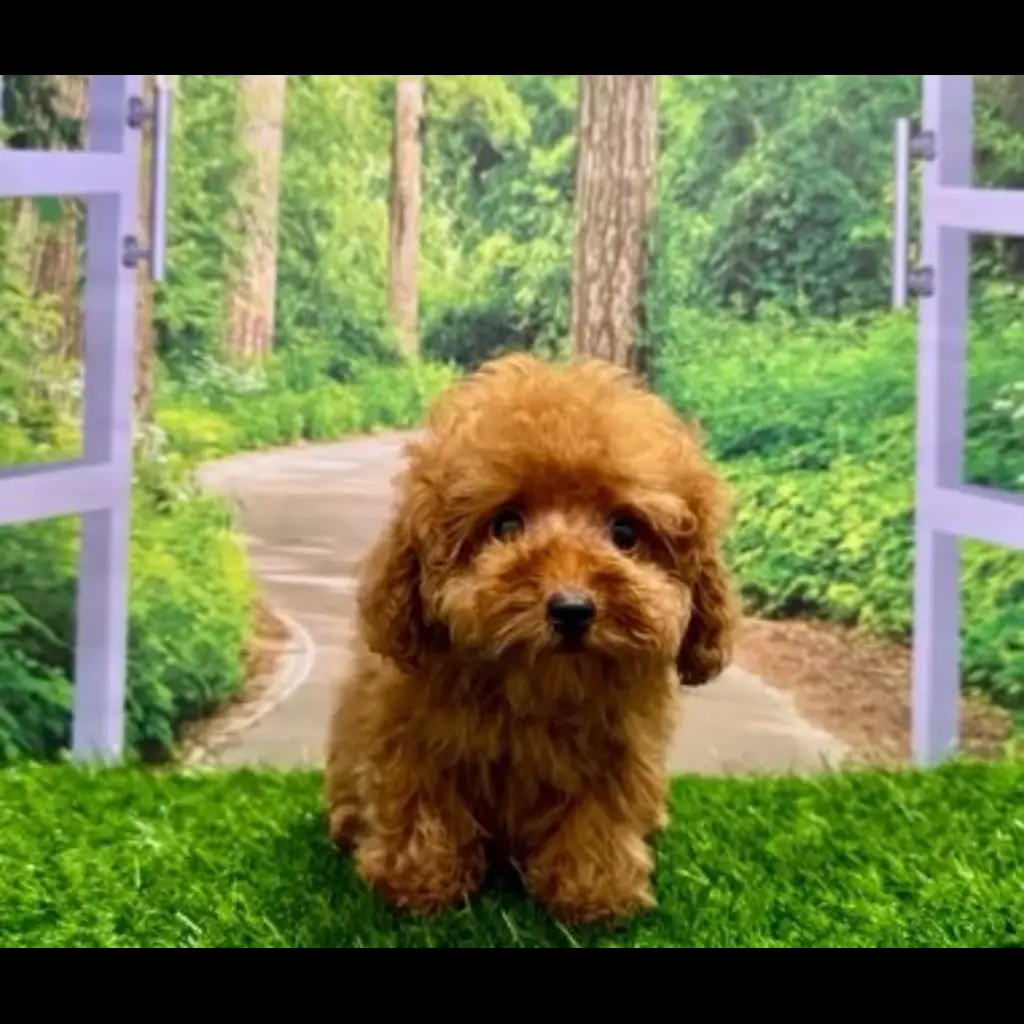 jual-female-tiny-poodle-nicky-GSIRTLMS0P