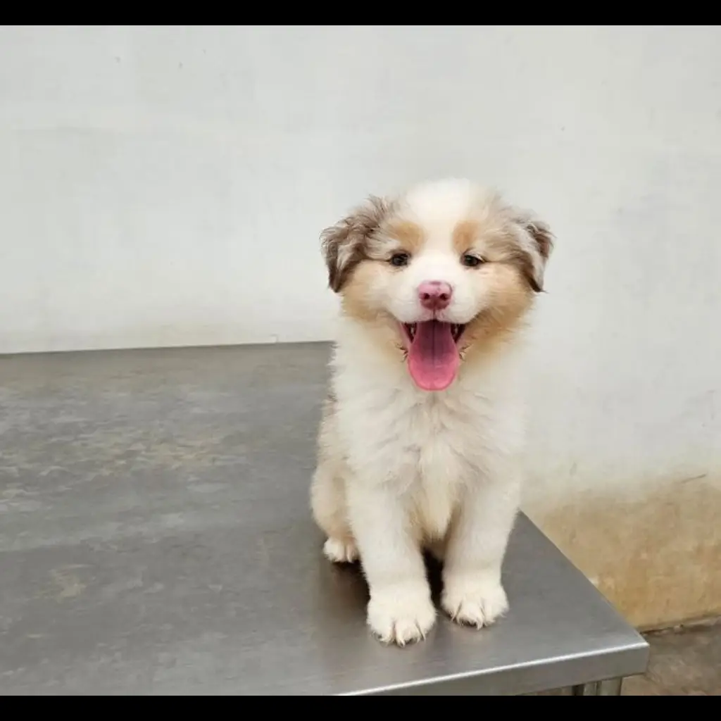 jual-female-australian-shepherd-MZVKJ6QDHN