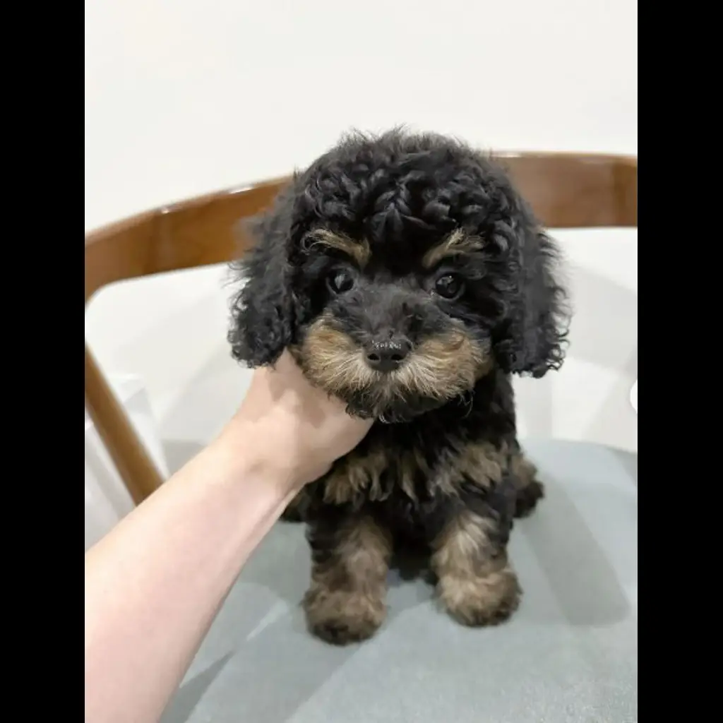 jual-phantom-poodle-8GANLBZZXP