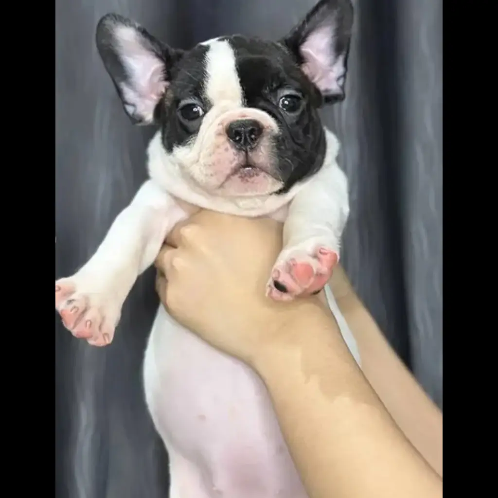 jual-french-bulldog-IQUGXUOI3T
