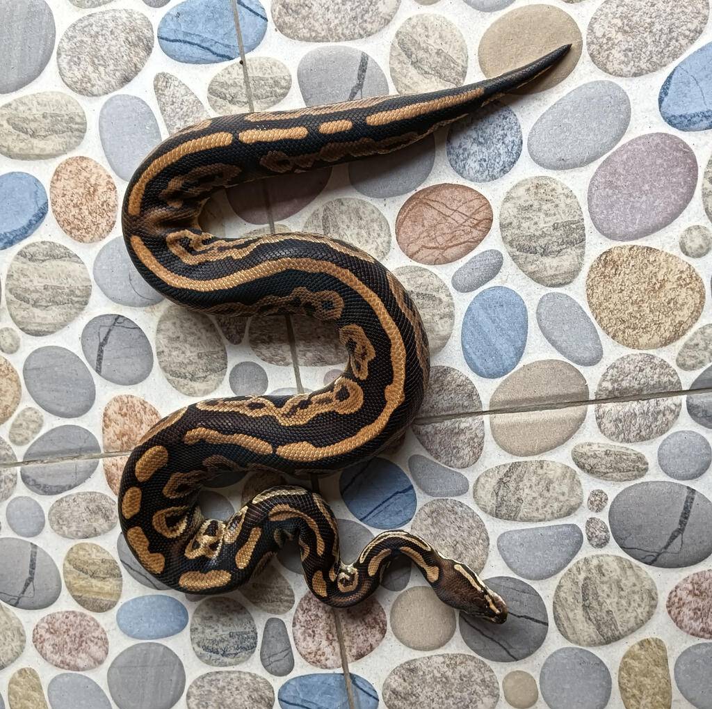 blackpastel-het-pied-4TQA01FJLI