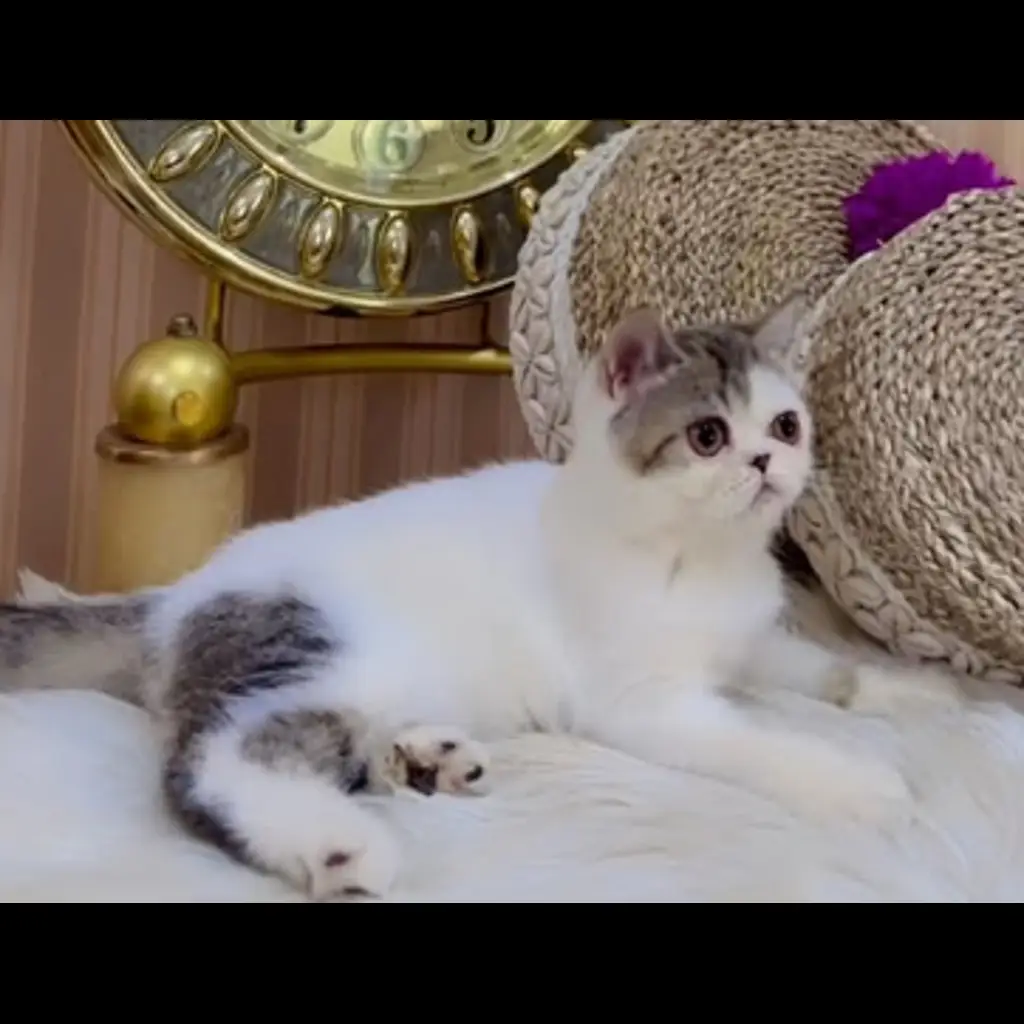 jual-peaknose-betina-3-bln-ZGF5UHDGPZ