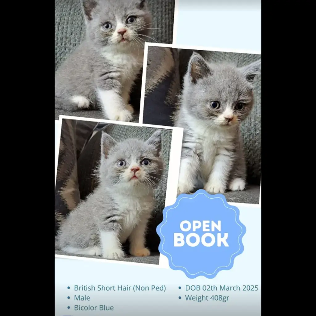 jual-bsh-non-ped-male-bicolor-blue-4PUY36CNEF