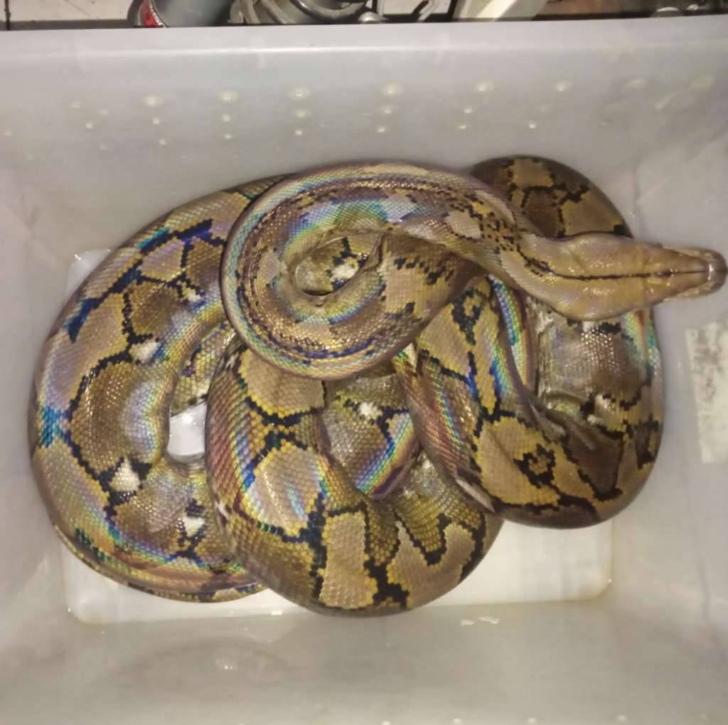 reticulatus-normal-less-granit-X4OM0TXL5T