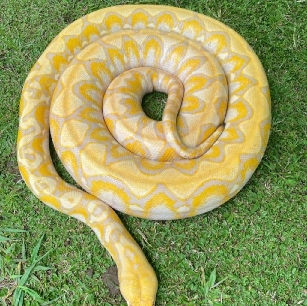 reticulatus-albino-lavender-OYK4NWGMZF