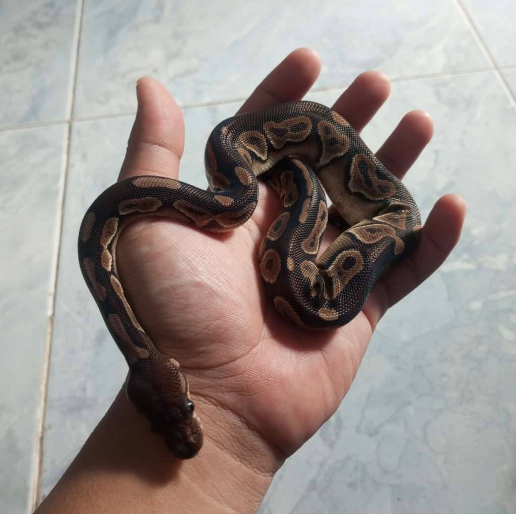 ball-python--cinnamon-female-21X0NT36HQ