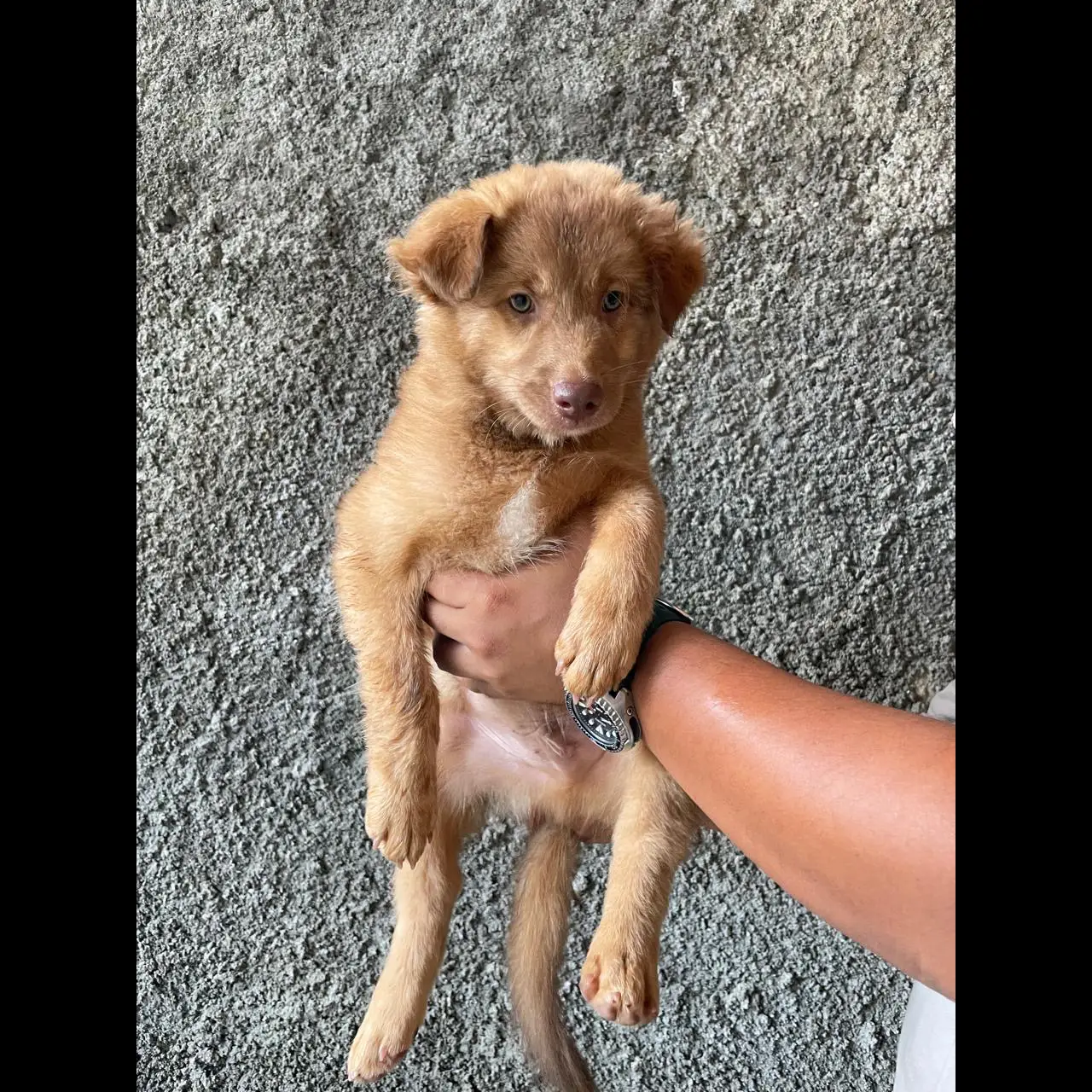 adopt-mix-border-collie-x-golden-5EBIAWVQZE