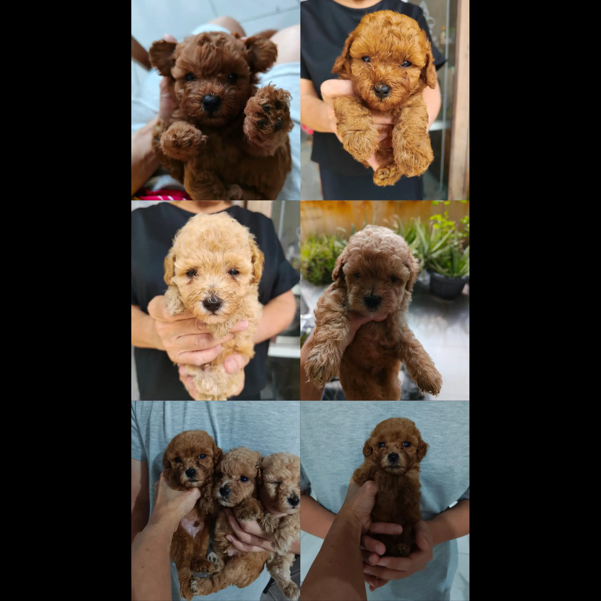 adopsi-poodle-anakan-2-bulan--GCGILUH8KF