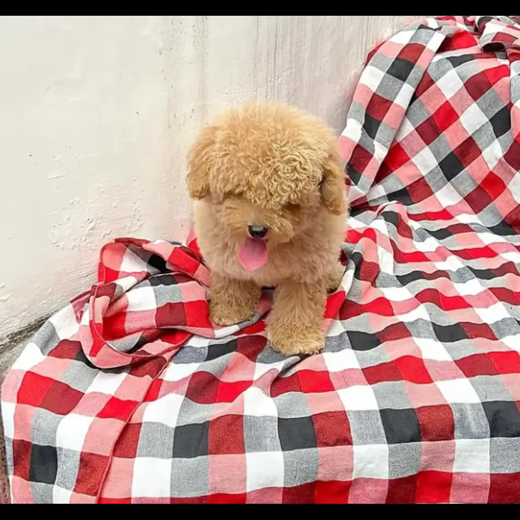 jual-poodle-choco-88VJHH8A05