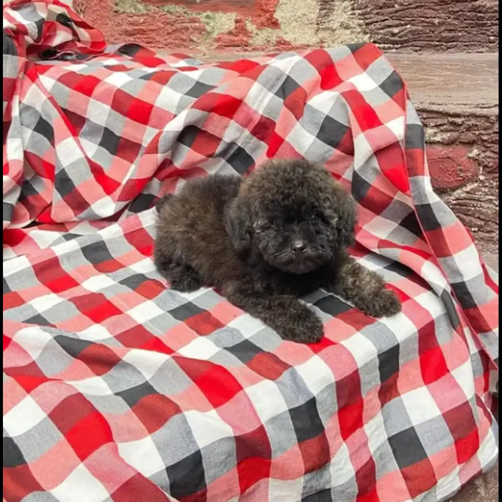 jual-poodle-black-PSJOHD0J5Q