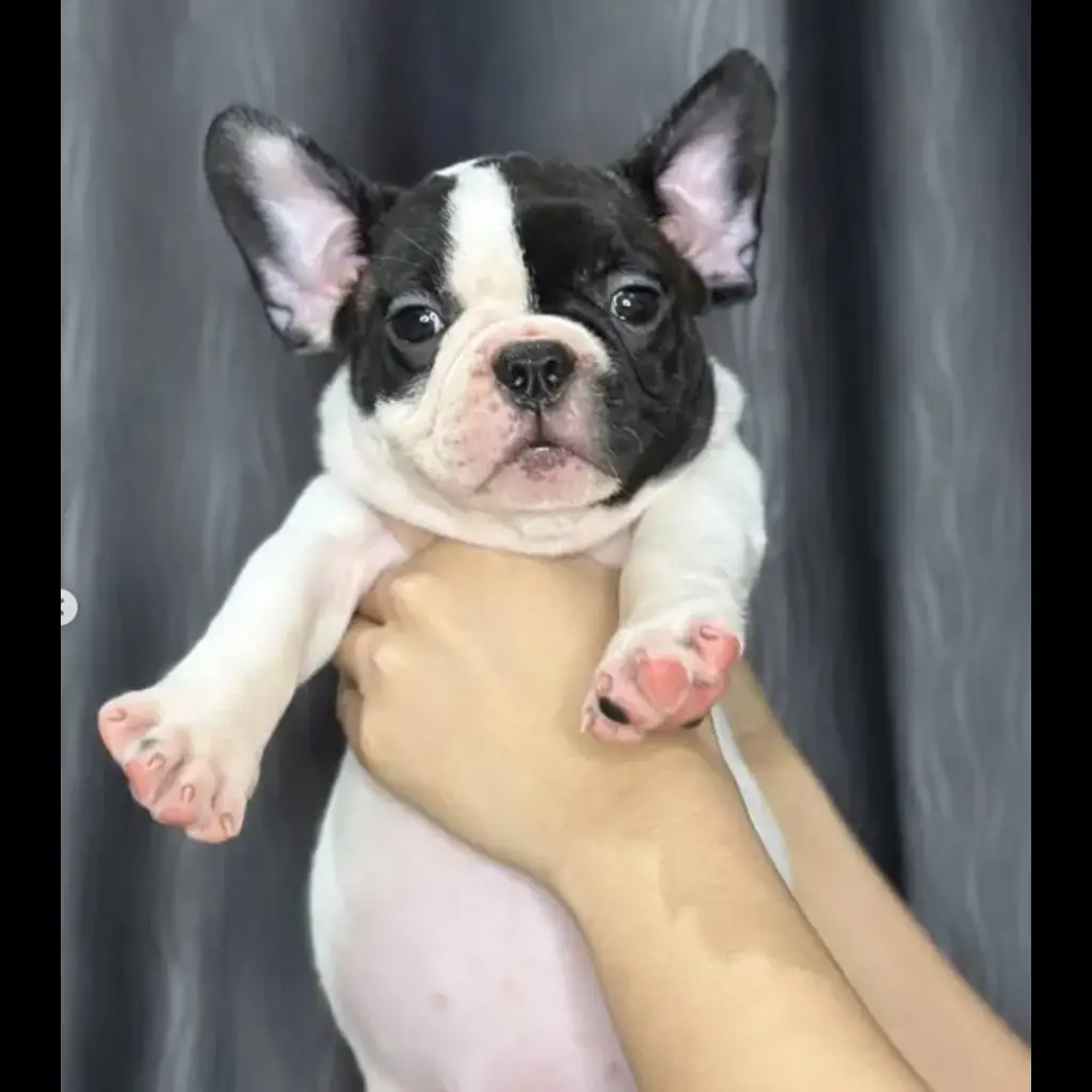 jual-bulldog-149E3XFUS1