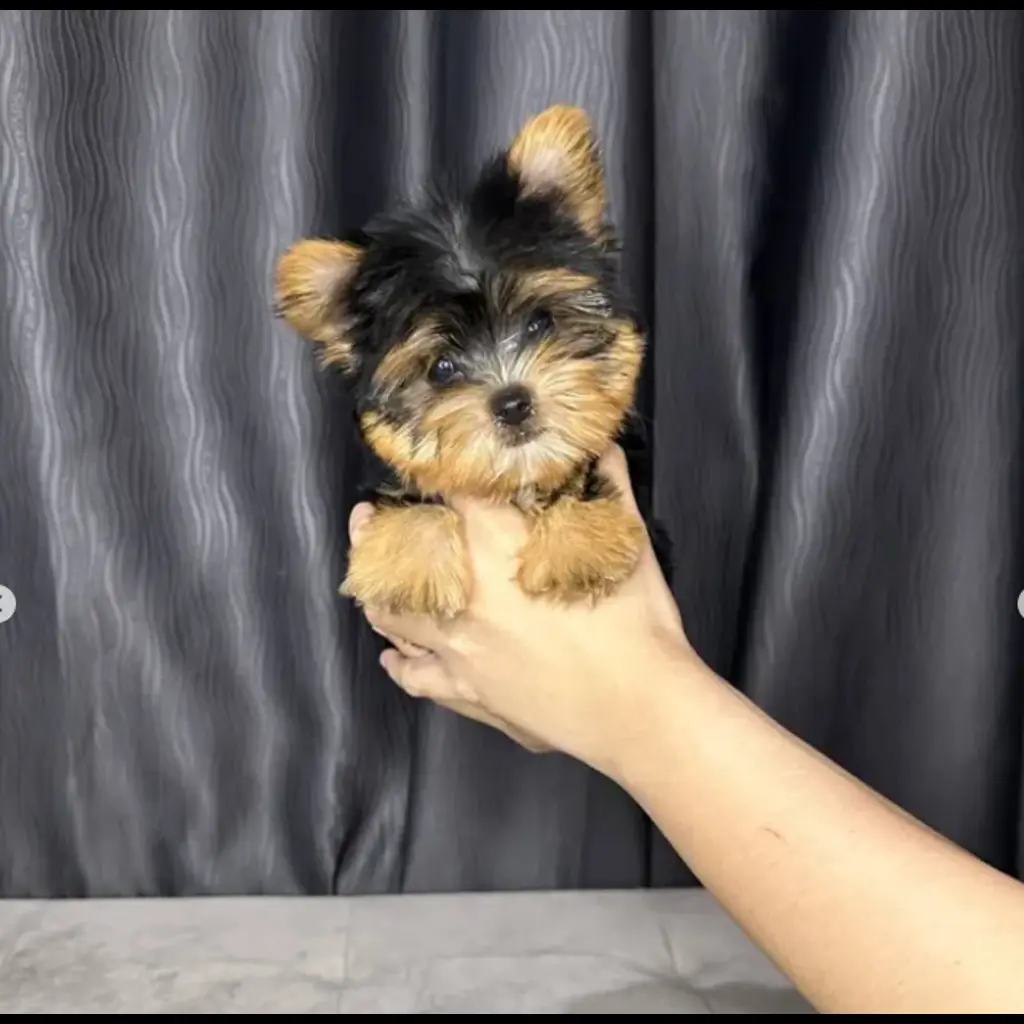 jual-maltese-black-JV8SU4SNEG