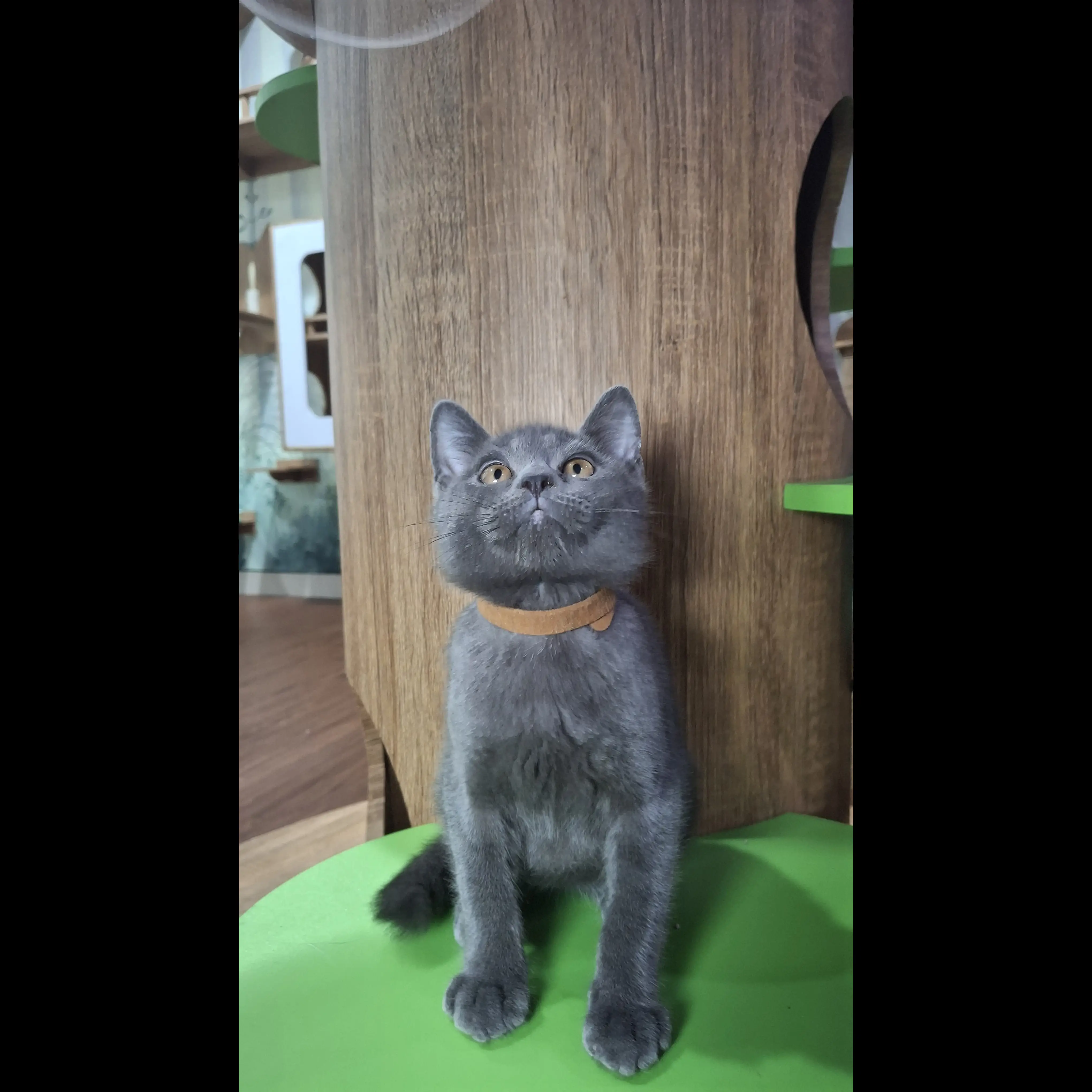 british-short-hair-kitten-AO5T66KGUG