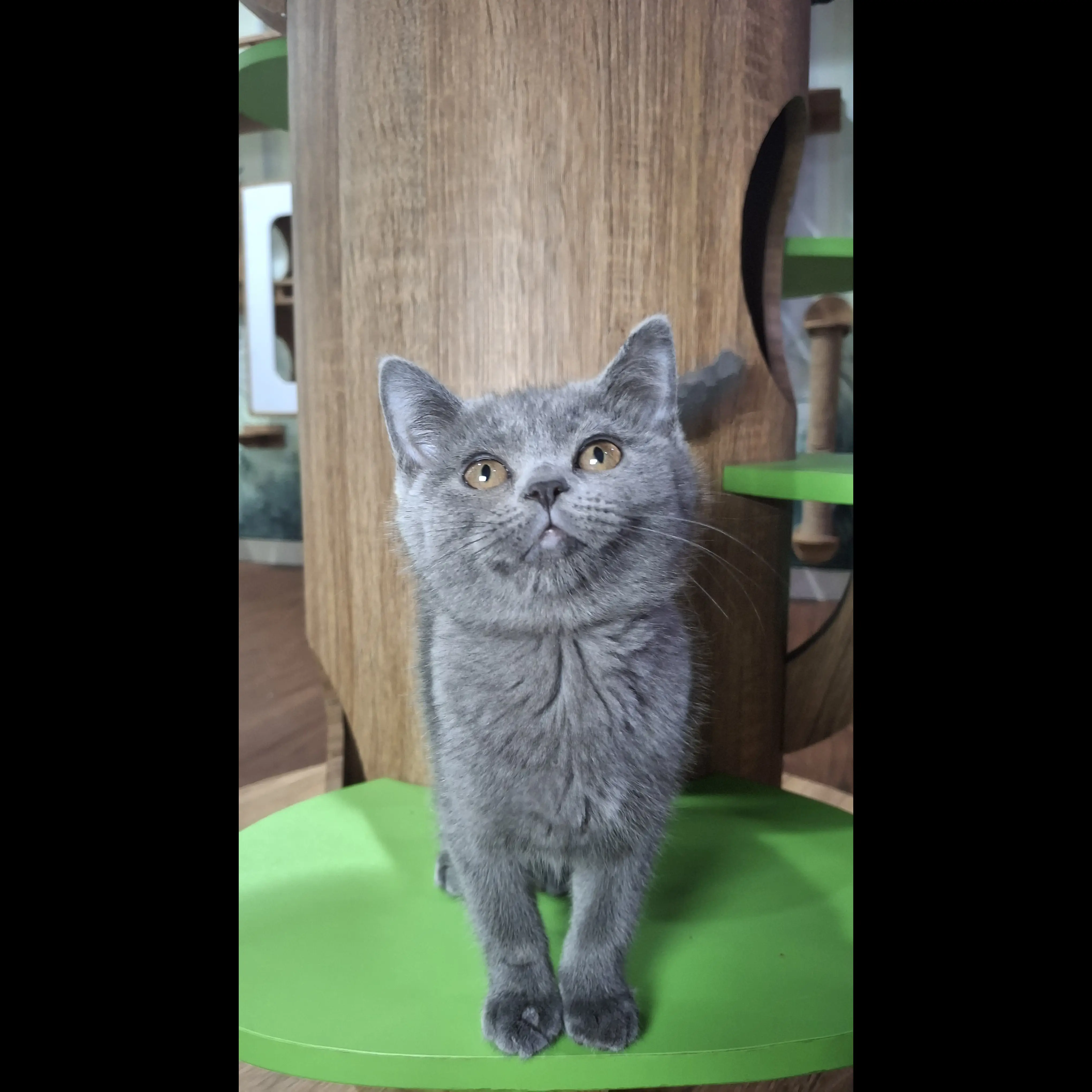 british-short-hair-kitten-YHCKQ4OWKO