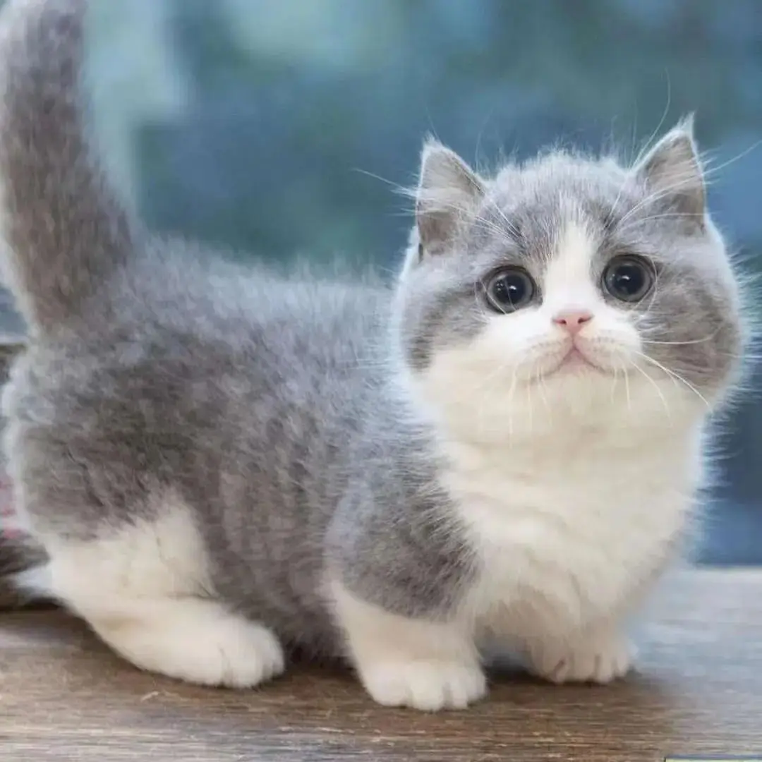 di-jual-kucing-munchkin-91SI0EV69A